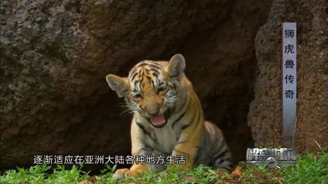 二四六香港天天开彩大全，揭秘彩票背后的故事二四六香港天天开彩大全官网版