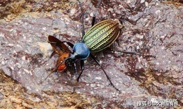 天牛3D图库汇总，探索昆虫世界的奇妙艺术天牛3d图库汇总大全