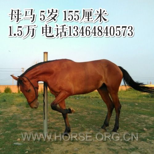 2043年管家婆的马资料，揭秘未来马术竞技的奥秘2020年第24期管家婆图