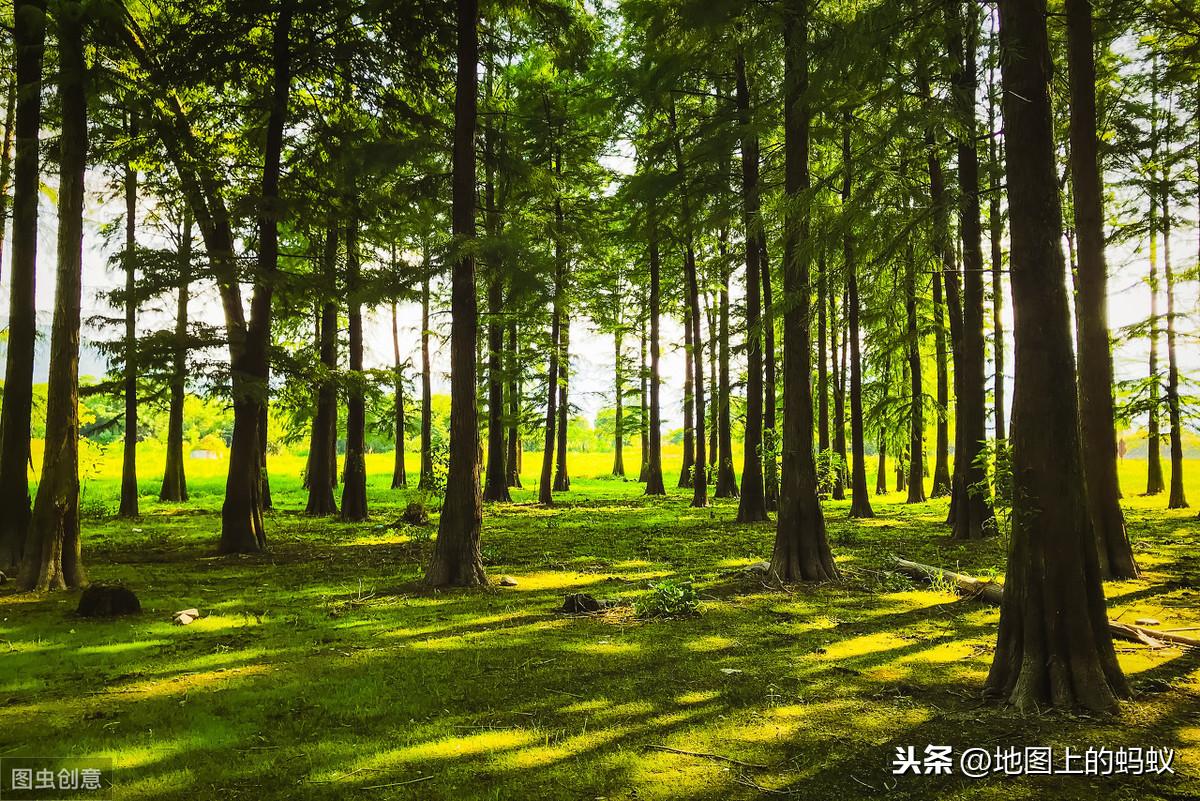 2019四不像，时代变迁下的文化符号与个体探索2019四不像86